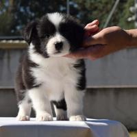 Border collie cuccioli con pedigree