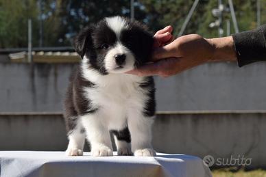 Border collie cuccioli con pedigree