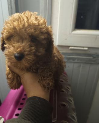 Barboncino Toy Enci Red Carico