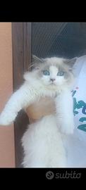 Gattina 