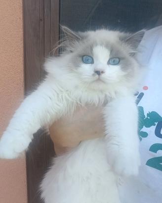 Gattina 