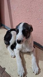 Cucciolo mix smooth collie