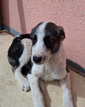 Cucciolo mix smooth collie