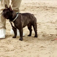 Bulldog francese disponibile per accoppiamento