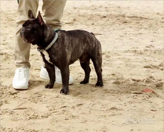 Bulldog francese disponibile per accoppiamento