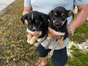 cucciole-incrocio-jack-x-pinscher