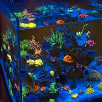 Coralli acquario Marino - Frags