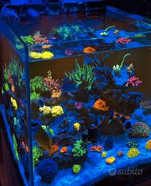 Coralli acquario Marino - Frags