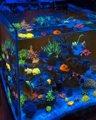Coralli acquario Marino - Frags