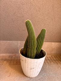Cactus colonnare ornamentale in vaso