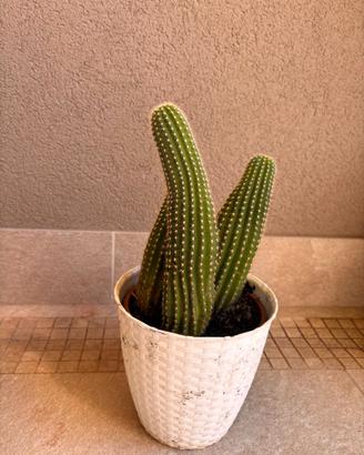 Cactus colonnare ornamentale in vaso