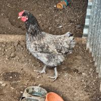 Coppia galline