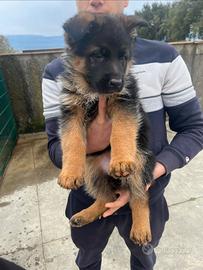 Cuccioli originali pastore tedesco
