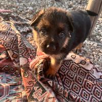 Cuccioli di pastore tedesco