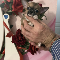 Chihuahua Toy