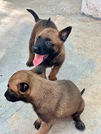 Cuccioli pastore belga malinois con pedigree enci