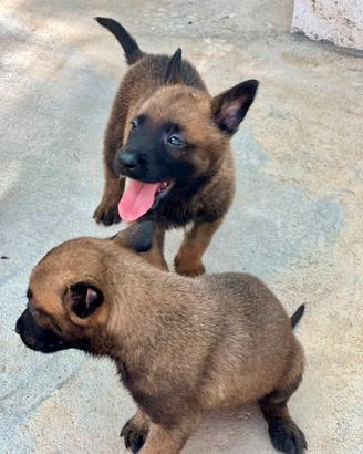 Cuccioli pastore belga malinois con pedigree enci