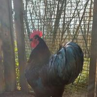 Coppia di Australorp