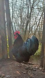 Coppia di Australorp