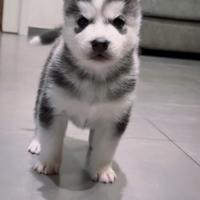 Cuccioli husky pedigree
