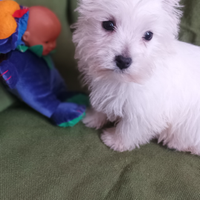 West highland White terrier