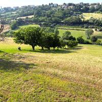 LOTTO DI TERRENO AGRICOLO in ZONA CAMPOFILONE