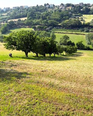 LOTTO DI TERRENO AGRICOLO in ZONA CAMPOFILONE