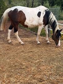 Cavalla Paint