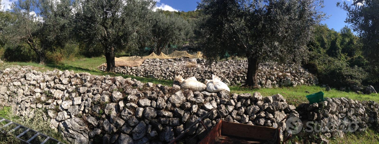 Oliveto con alberi secolari comune di Anagni (FR) - Vista 4