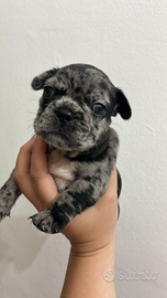 Bulldog francese