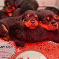 Cuccioli Rottweiler con pedigree