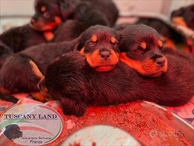 Cuccioli Rottweiler con pedigree