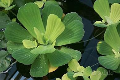 Pianta Galleggiante Pistia stratiotes