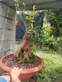 2 pre bonsai 