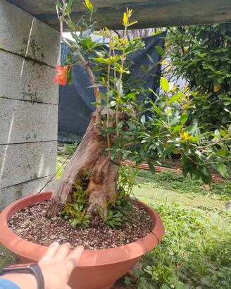 2 pre bonsai 