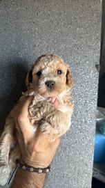 Cuccioli maltipo'