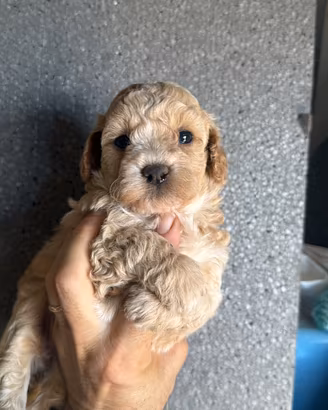 Cuccioli maltipo'