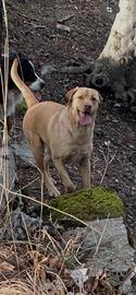 Labrador maschio castrato