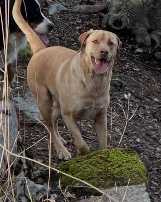 Labrador maschio castrato