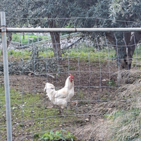 Vari colori Gallacci