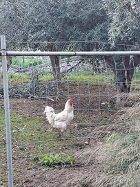 Vari colori Gallacci