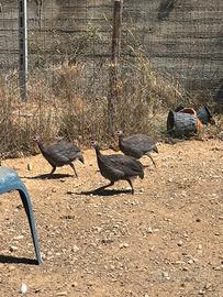 Galline faraone