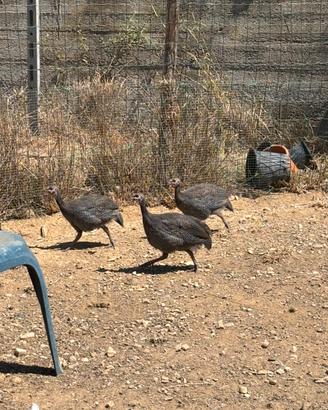 Galline faraone