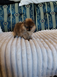 Spitz Pomerania Nano