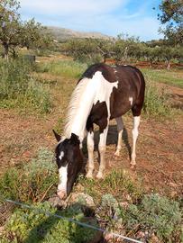 Cavallo
