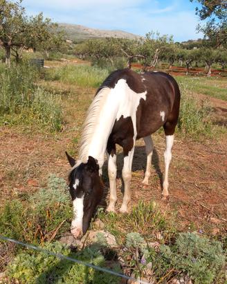 Cavallo
