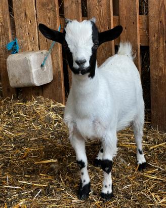 Capretto tibetano