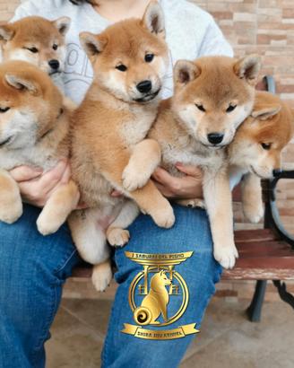Cuccioli di shiba inu con pedigree (originali)