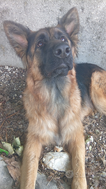 Pastoretedescoinregalo