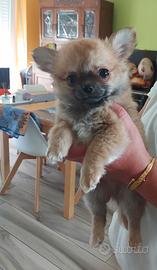 Cucciolo chihuahua